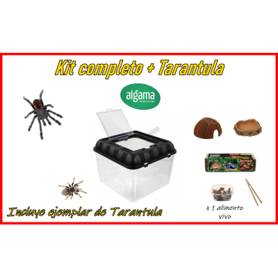 Kit completo + tarántula